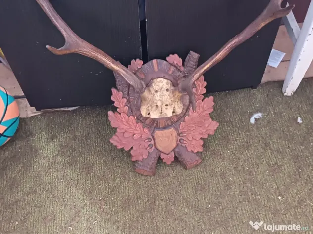 Coarne de cerb carpatin și cocoș de munte