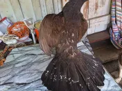 Coarne de cerb carpatin și cocoș de munte 