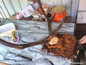 Coarne de cerb carpatin și cocoș de munte 