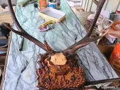 Coarne de cerb carpatin și cocoș de munte 