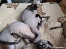 Pisici Sphynx fetite,5 luni