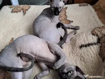 Pisici Sphynx fetite,5 luni