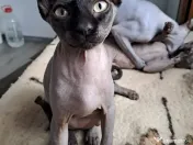 Pisici Sphynx fetite,5 luni 