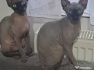 Pisici Sphynx fetite,5 luni
