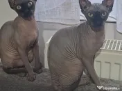 Pisici Sphynx fetite,5 luni 