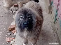 Femela Ciobanesc caucazian