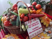 Vand Rasad Rosii Ardei Vinete Castraveti Varza | Rasaduri Legume 2026 