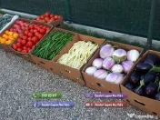 Vand Rasad Rosii Ardei Vinete Castraveti Varza | Rasaduri Legume 2026 