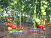 Vand Rasad Rosii Ardei Vinete Castraveti Varza | Rasaduri Legume 2026 