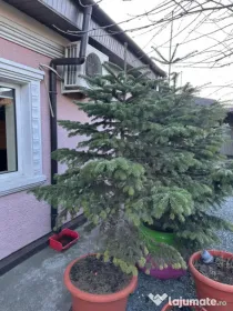 Casă 3 camere de vânzare zona Palas – 92 mp utili, teren