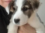 Donez catelusa talie medie, 3 luni 