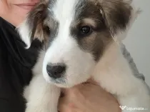 Donez catelusa talie medie, 3 luni