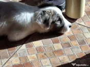 Donez catelusa talie medie, 3 luni 