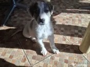 Donez catelusa talie medie, 3 luni 