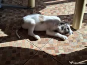 Donez catelusa talie medie, 3 luni 