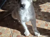 Donez catelusa talie medie, 3 luni 