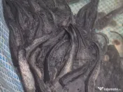 Somn pentru populare 