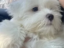 Bichon maltez 2 luni