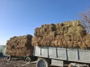 Baloti lucerna, coasa 3