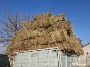 Baloti lucerna, coasa 3