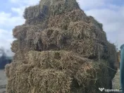 Baloti lucerna, coasa 3