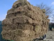 Baloti lucerna, coasa 3