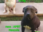 American Staffordshire 