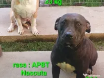 American Staffordshire