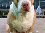 American Staffordshire 