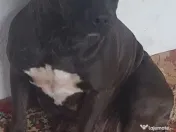 American Staffordshire 