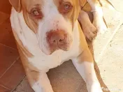 American Staffordshire 