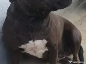 American Staffordshire 