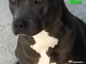 American Staffordshire 