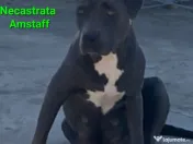 American Staffordshire 