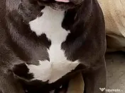 American Staffordshire 