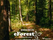 Ofertă specială de Paște! Teren aproape de natură, acces DN, eForest, 1360mp 