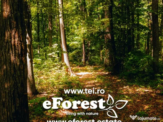 Loturi de la 720 mp, intre 2 paduri, eForest, acces asfaltat din DN1A
