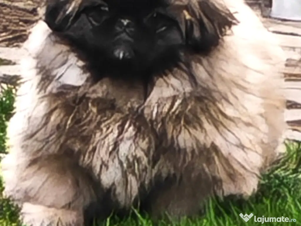 Pechinez Imperial - oriunde in romania