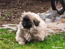 Pechinez Imperial - oriunde in romania