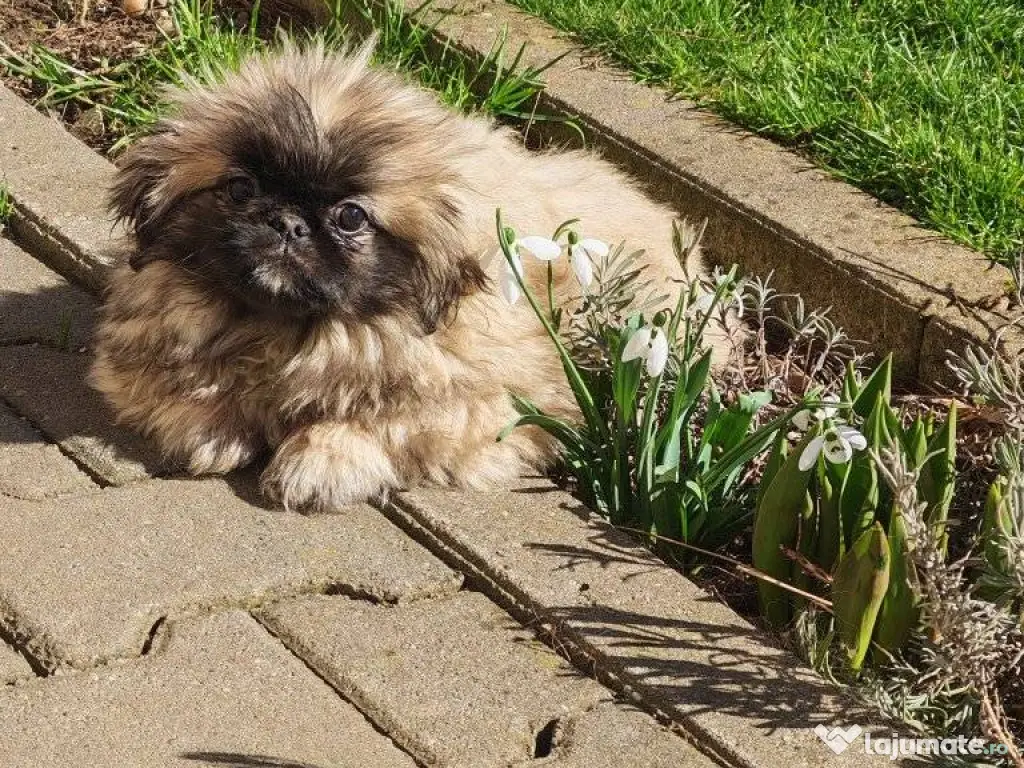 Pechinez Imperial - oriunde in romania