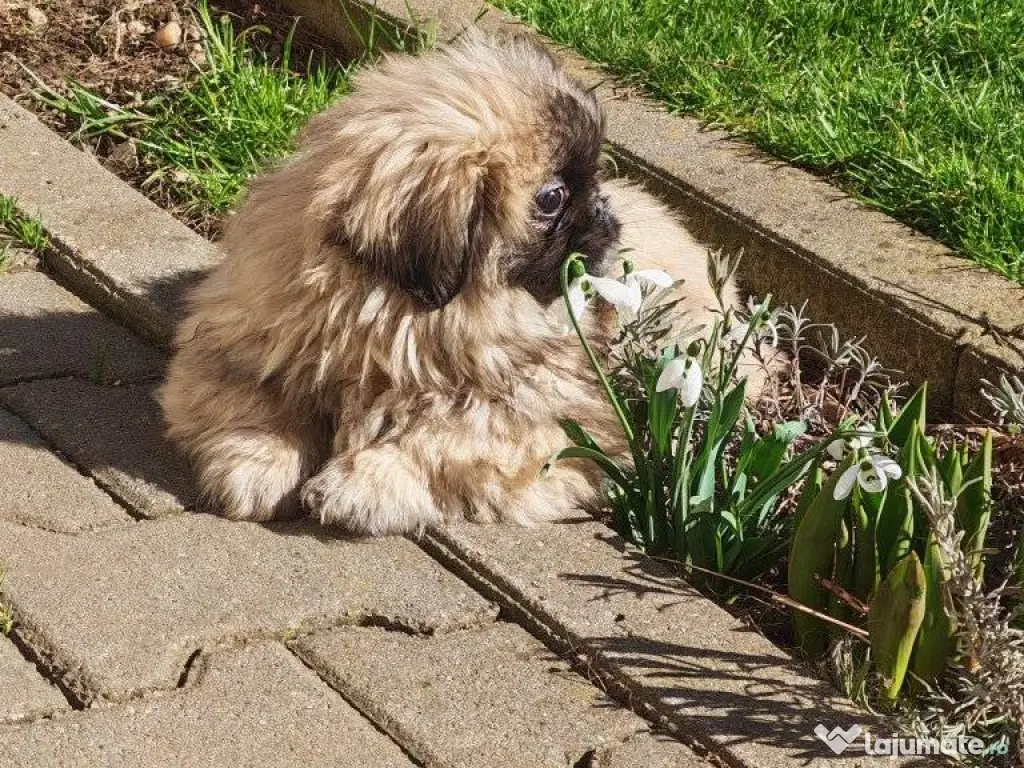 Pechinez Imperial - oriunde in romania