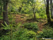 Teren intravilan panoramic 4.600mp,view iconic Piatra Craiul 