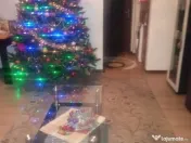 Apartament Cu 2 Camere Semidecomandate Zona Ultracentral 