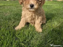 Băiețel Pudel Pitic (Caniche) - 8 săptămâni - Învățat la pled