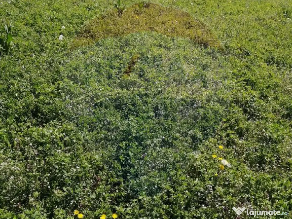 De vânzare teren intravilan, 6574 mp în Leș