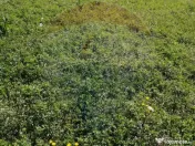 De vânzare teren intravilan, 6574 mp în Leș 