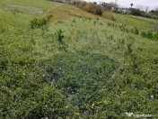 De vânzare teren intravilan, 6574 mp în Leș 