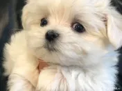 Bichon Maltez Mini Toy 