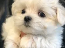 Bichon Maltez Mini Toy