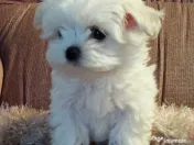 Bichon Maltez Mini Toy 